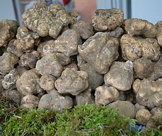tartufo bianco di acqualagna