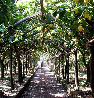 limoneto a sorrento